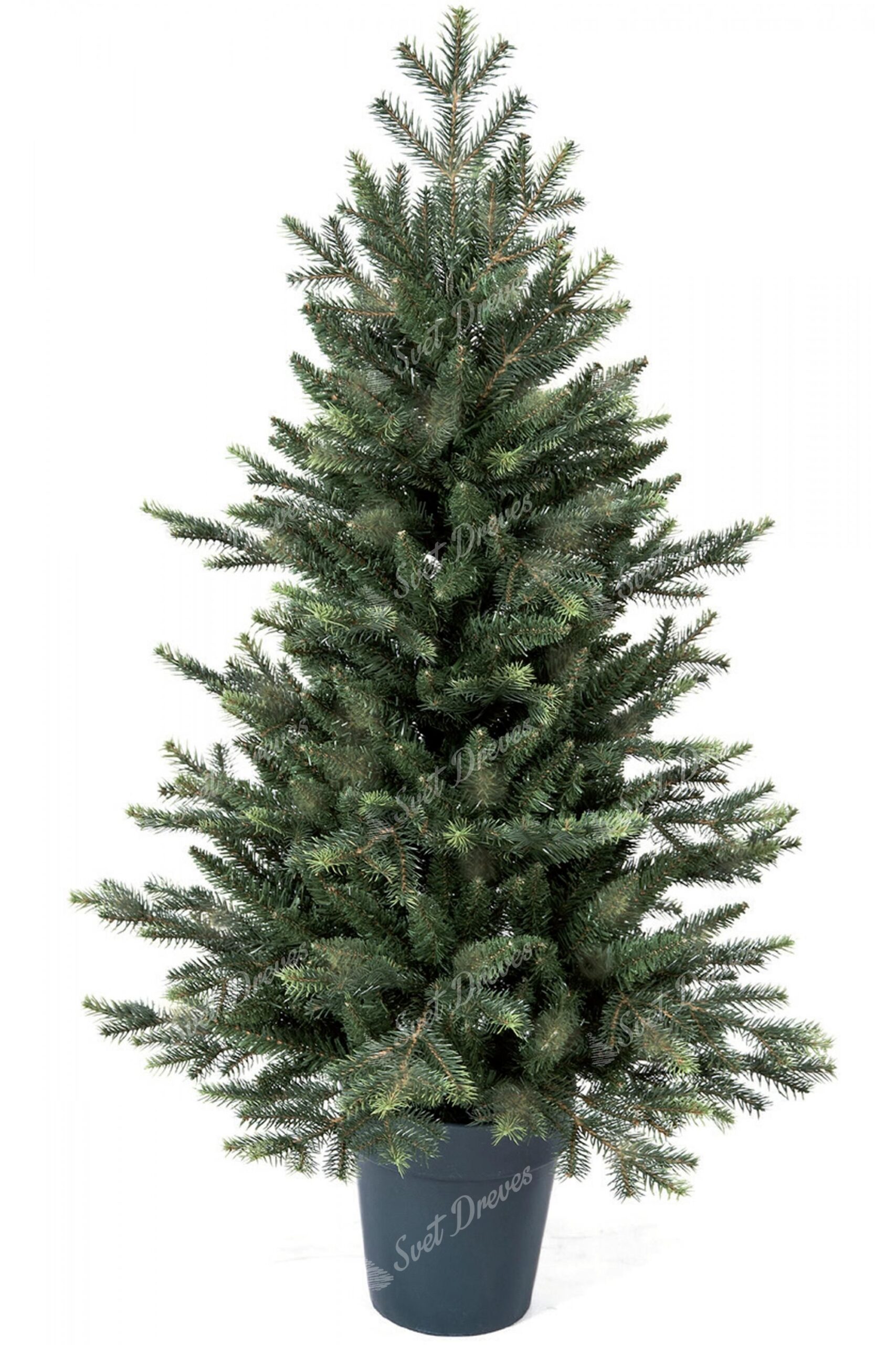 Novoletna jelka 3D Kavkaška jelka 105cm v lončku