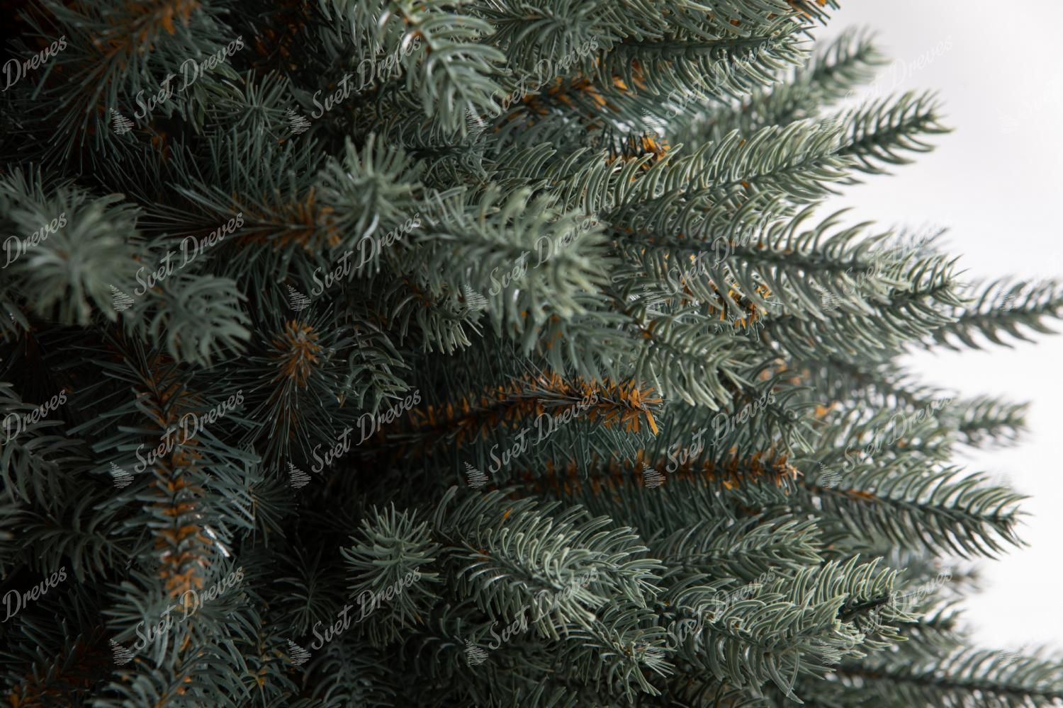 Božično drevo v loncu 3D Ledena Smreka
