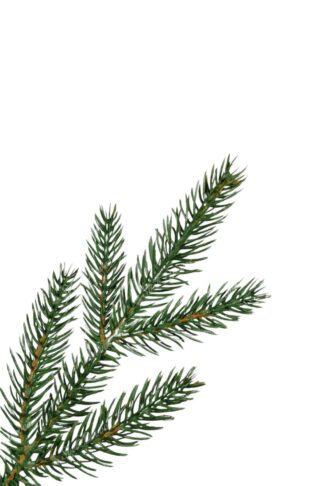 Božično drevesce v lončku 3D Smreka Karpatska