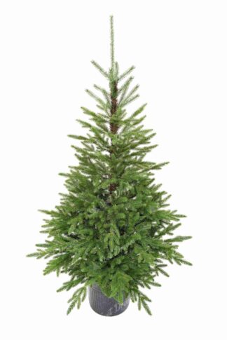 Božično drevo v lončku 3D Smreka Karpatska