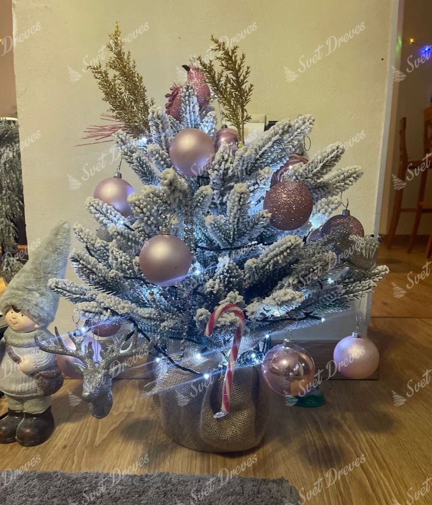 Božično drevo v loncu 3D Kraljevska Smreka 60cm